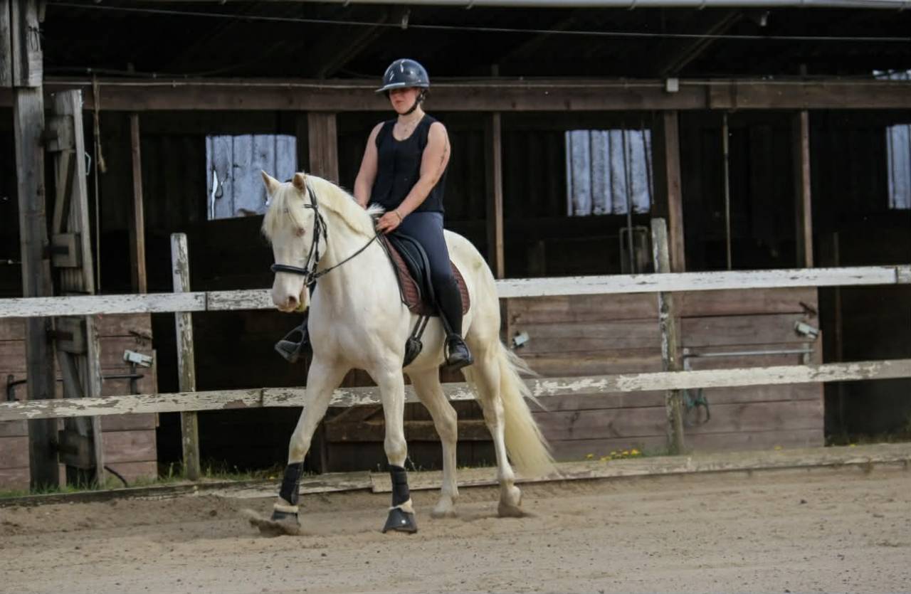 Cheval Portugais , 9 ans 