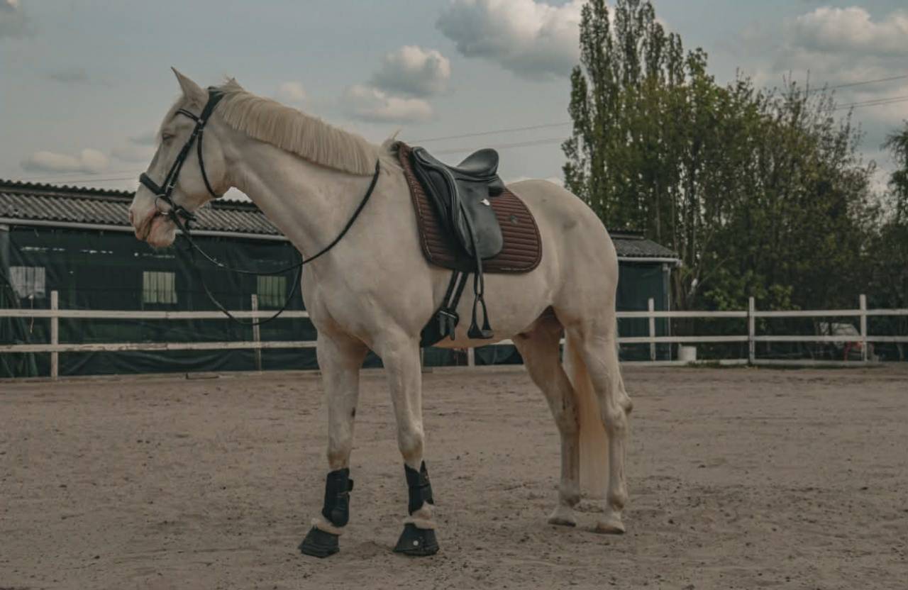 Cheval Portugais , 9 ans 