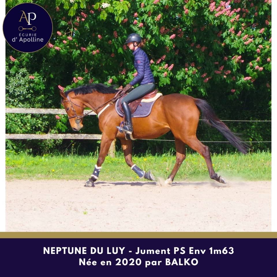 Belle jument 6 ans bon mental