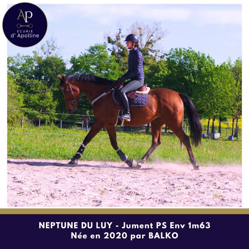Belle jument 6 ans bon mental