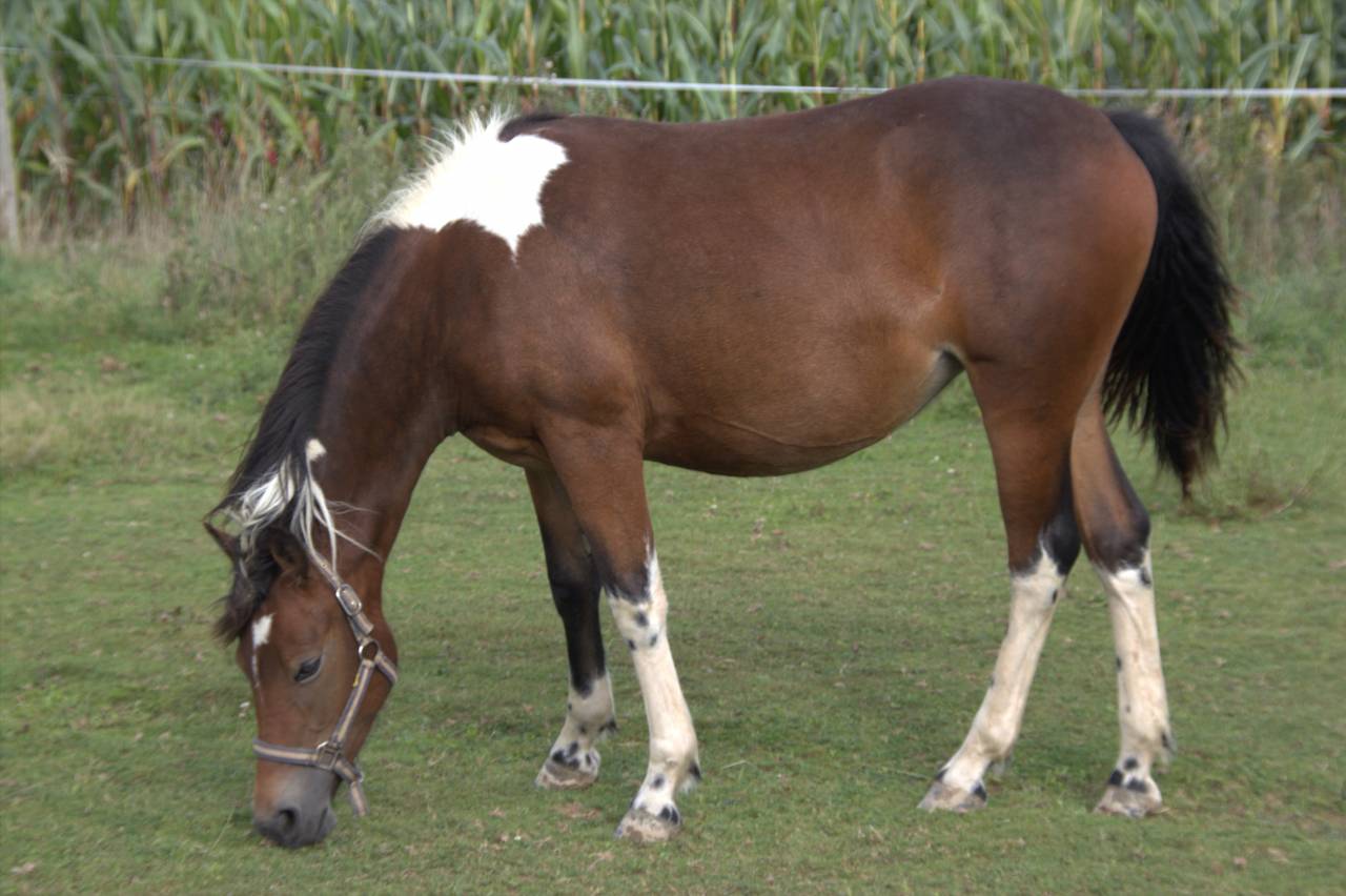 A vendre Ol&eacute;a d'Haligan PFS pie 