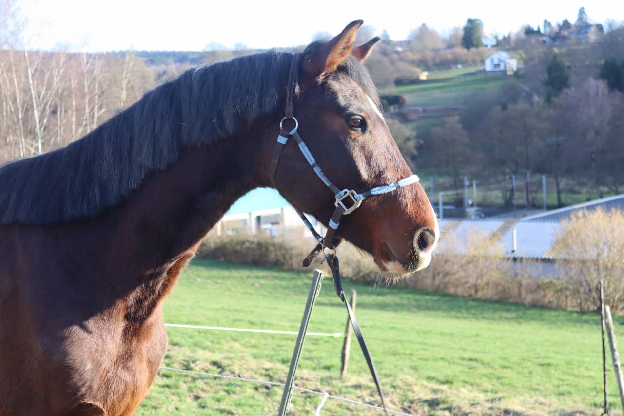 Hongre KWPN de 4 ans &ndash; Prospect dressage &ndash; 1m75