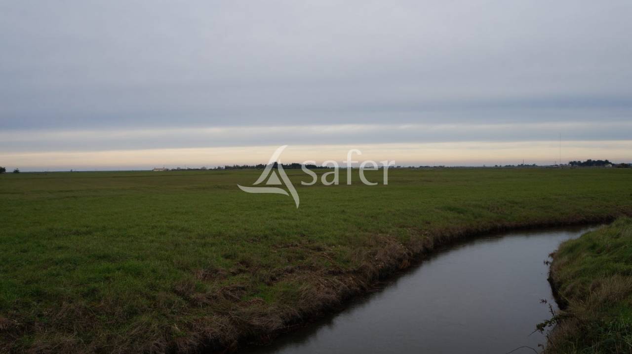 Long&egrave;re vend&eacute;enne sur bel &icirc;lot de p&acirc;ture