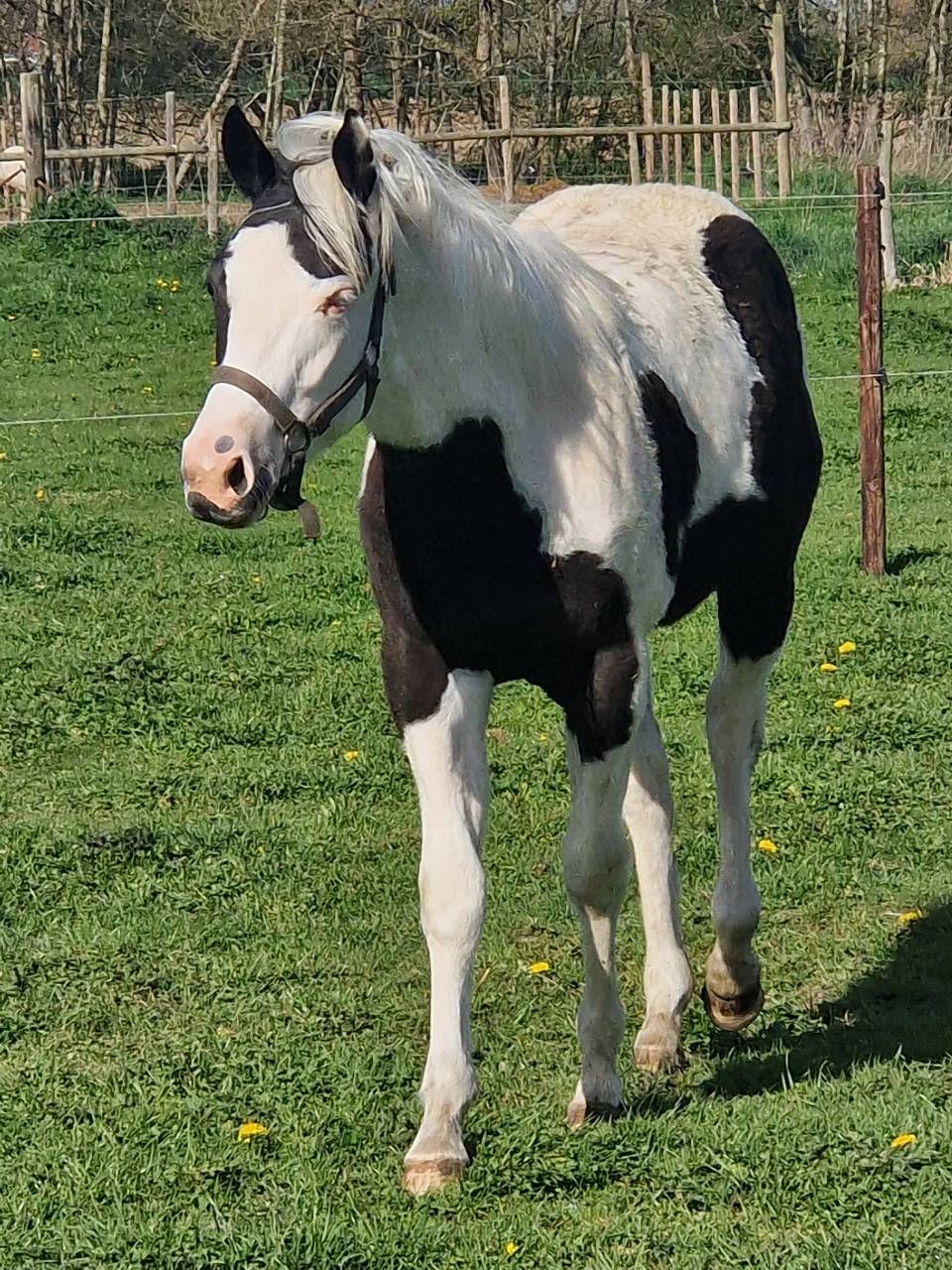 Pouliche paint horse pp