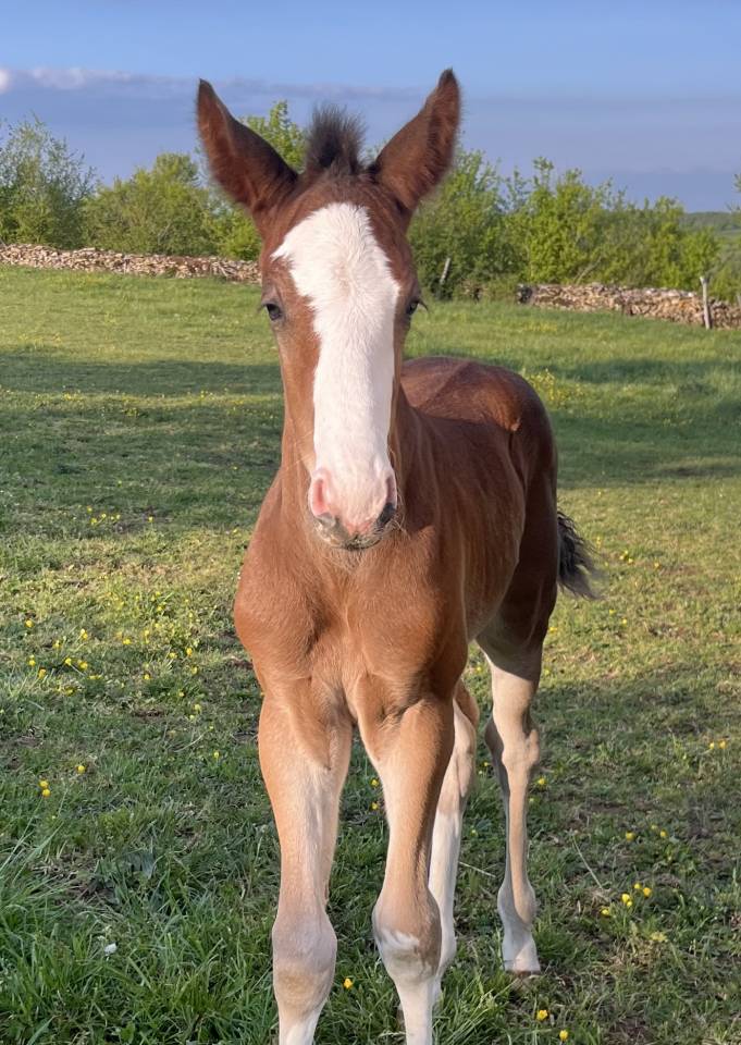 Superbe foal sf par CANDY de NANTUEL x PLOT BLUE 