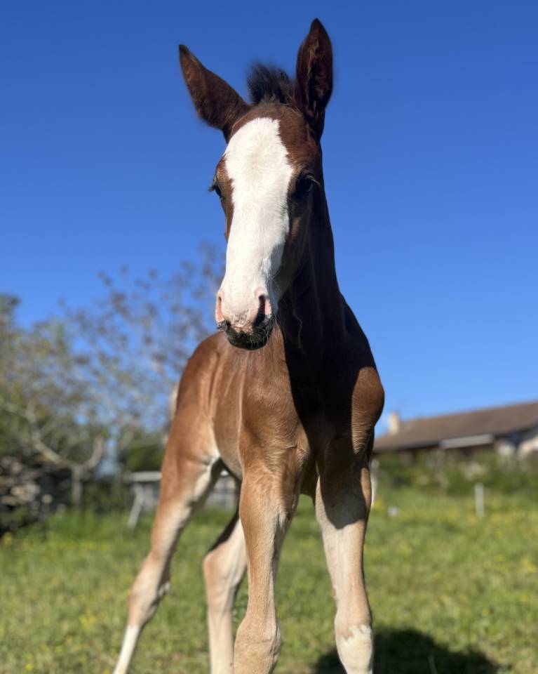 Superbe foal sf par CANDY de NANTUEL x PLOT BLUE 