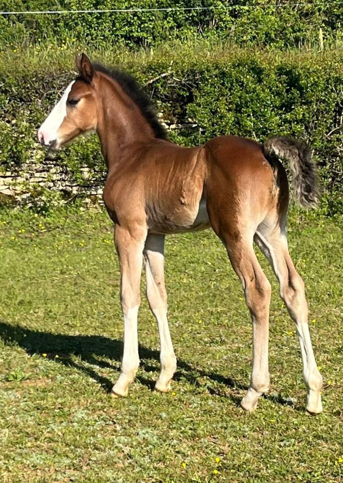 Superbe foal sf par CANDY de NANTUEL x PLOT BLUE 