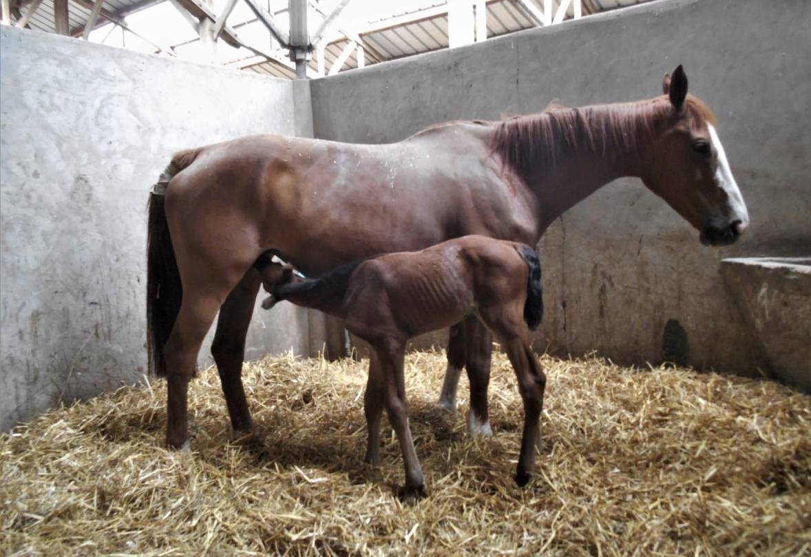 Jument poulini&egrave;re 