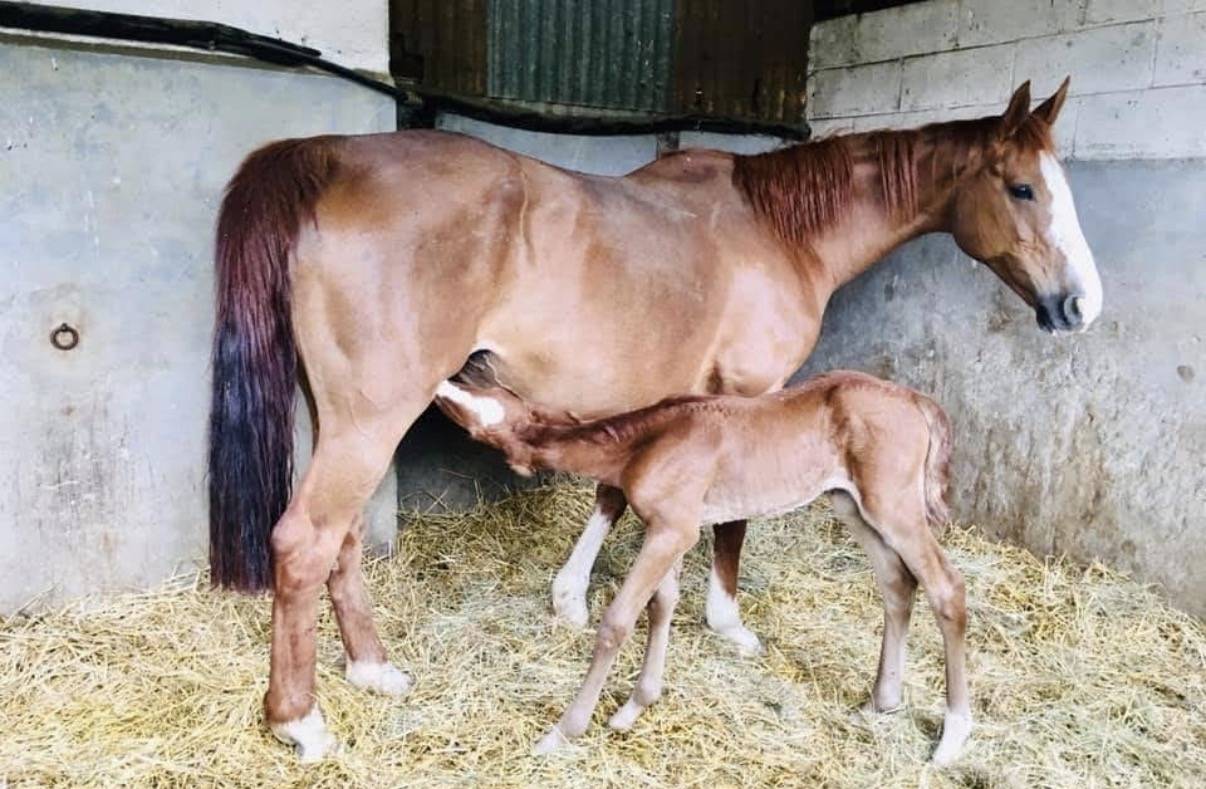 Jument poulini&egrave;re 