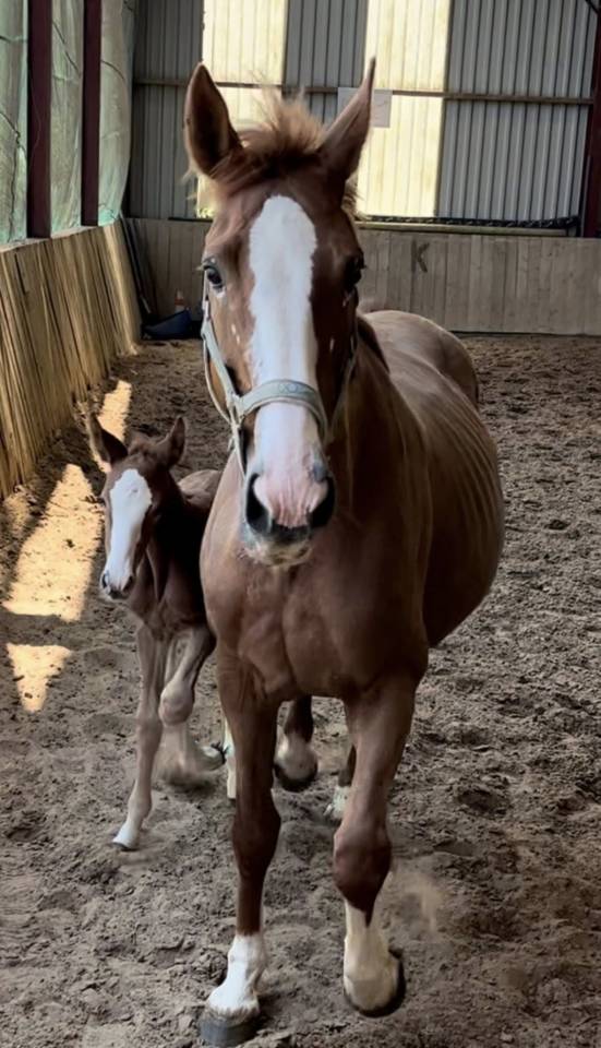 Jument poulini&egrave;re 