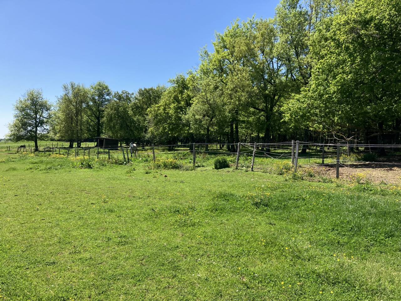 Ecurie d'&eacute;levage de valorisation de chevaux de sport
