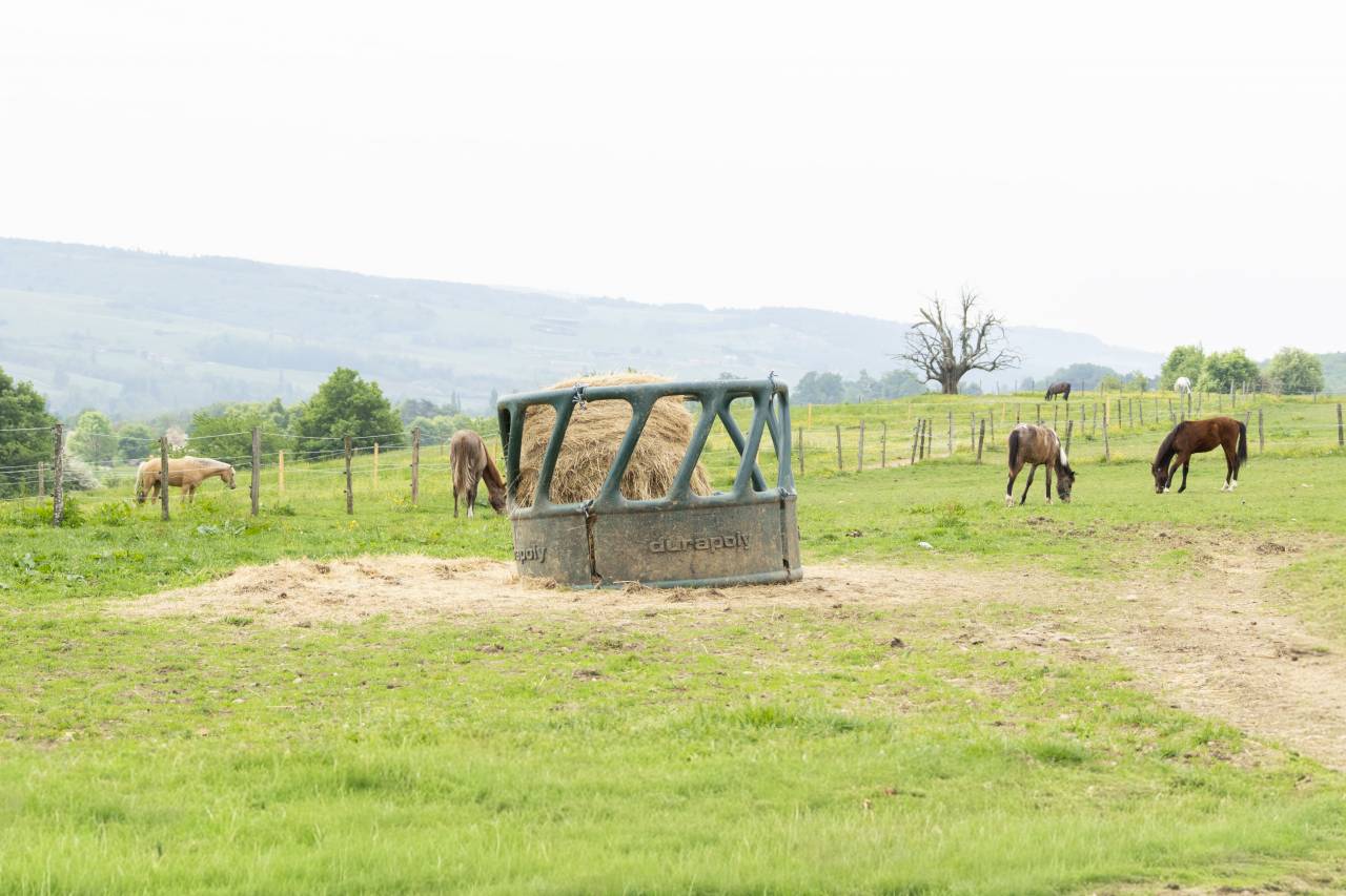 Ecurie d'&eacute;levage de valorisation de chevaux de sport