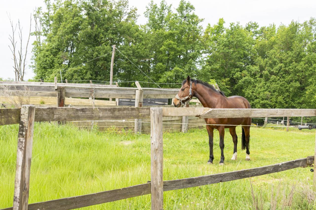 Ecurie d'&eacute;levage de valorisation de chevaux de sport