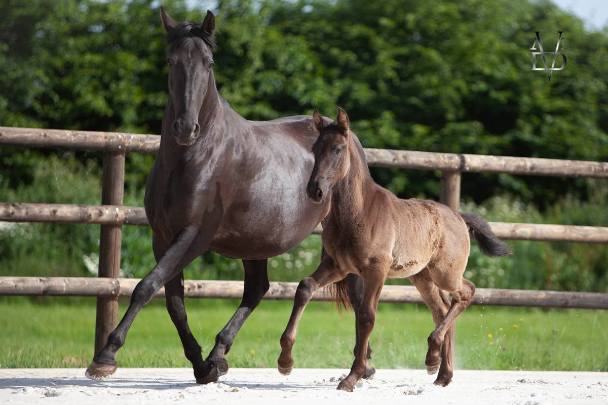 Pouliche Pure Race Espagnole noire