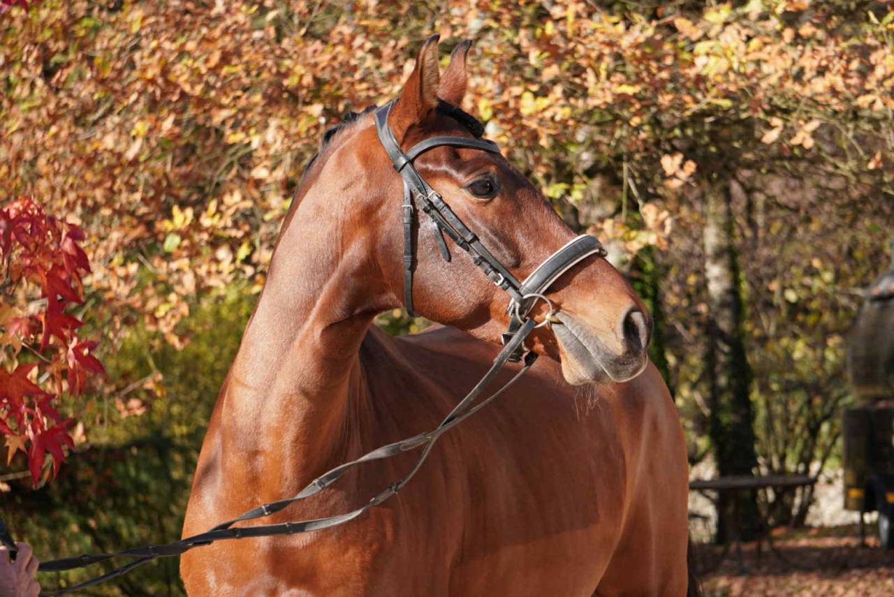 Hongre - PRE - 13 ans - Dressage / GP - France 