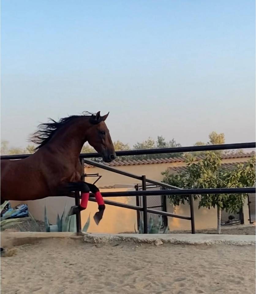 BRONZE - Un cheval pour profiter &agrave; la maison