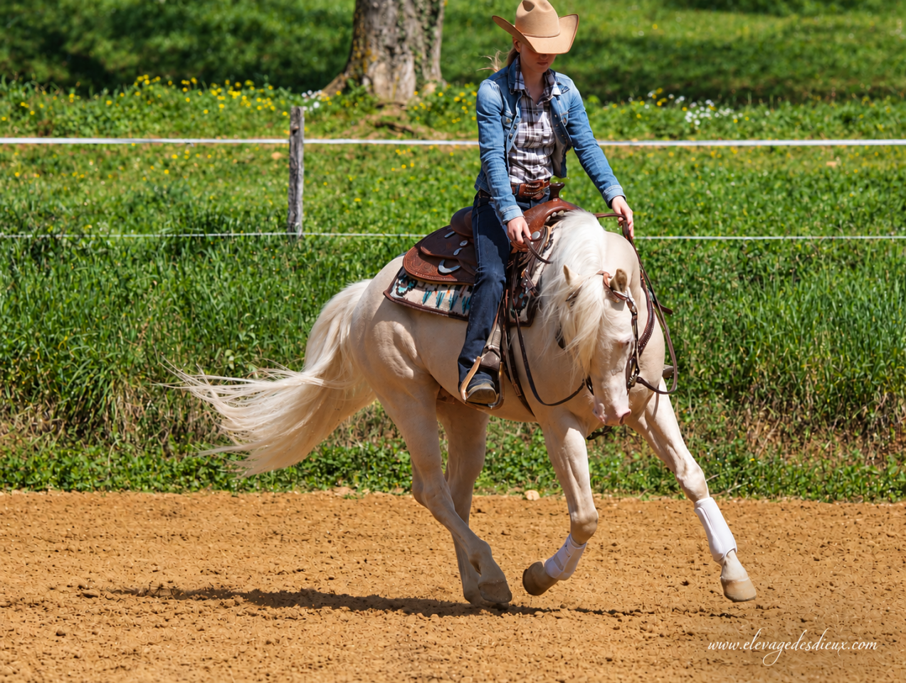Quarter Horse de robe cr&egrave;me Saillie 2027