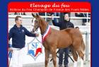 EARL Haras du Feu,Ecurie Ancelin